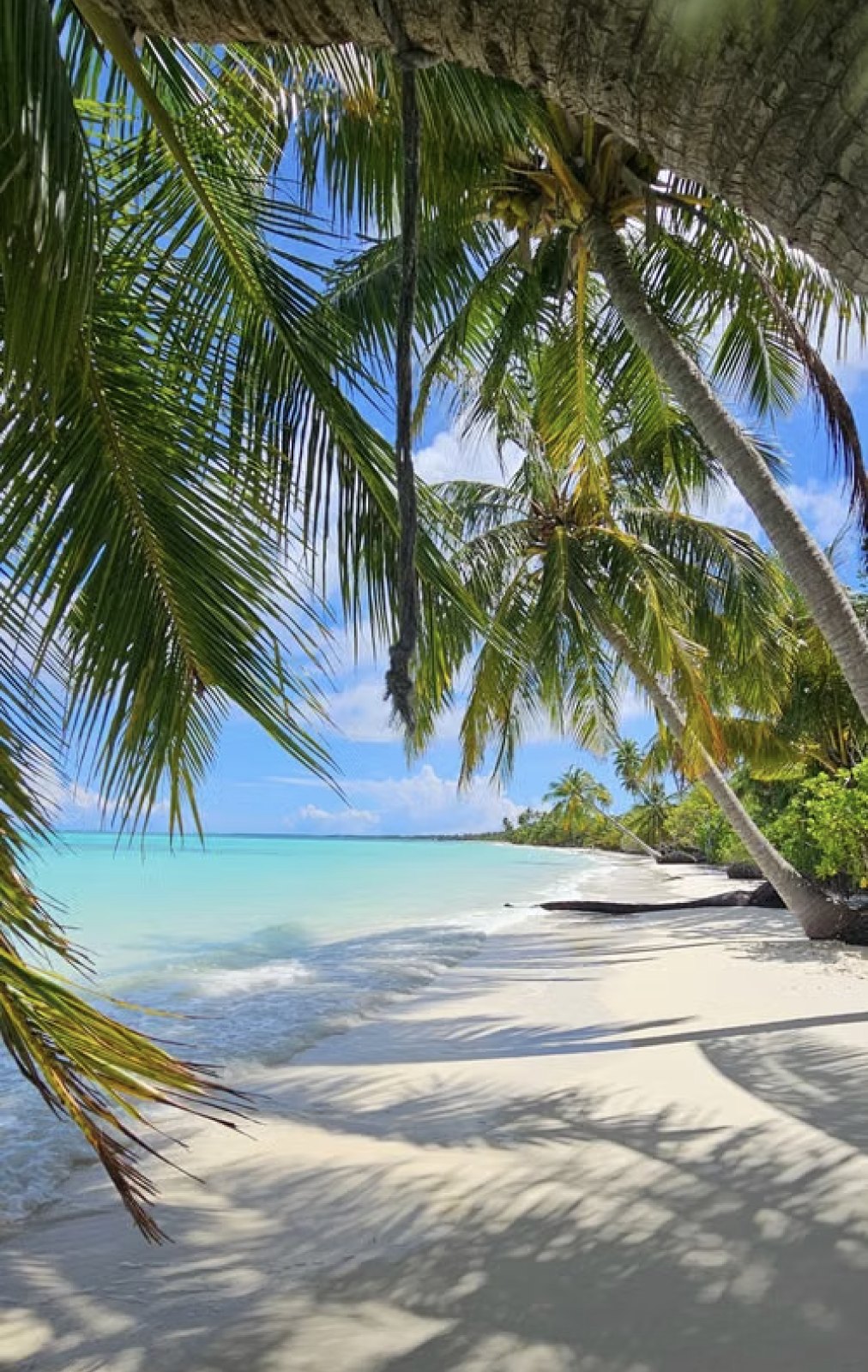 Palm trees arching over a turquoise beach